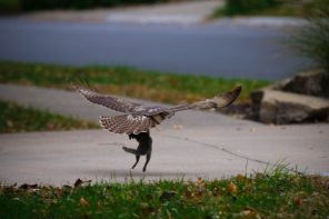 hawk carrying squirrel